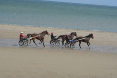 Grandcamp Maisy - entrainement des chevaux sur la plage