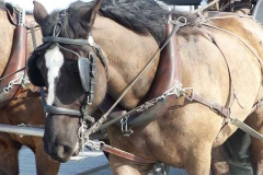 grandcamp-maisy-balade-attelage-chevaux